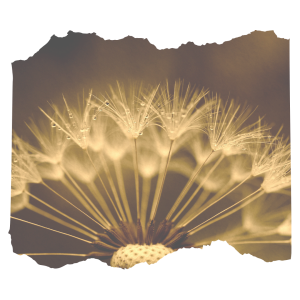 Dandelion Fields – Joanne Macias